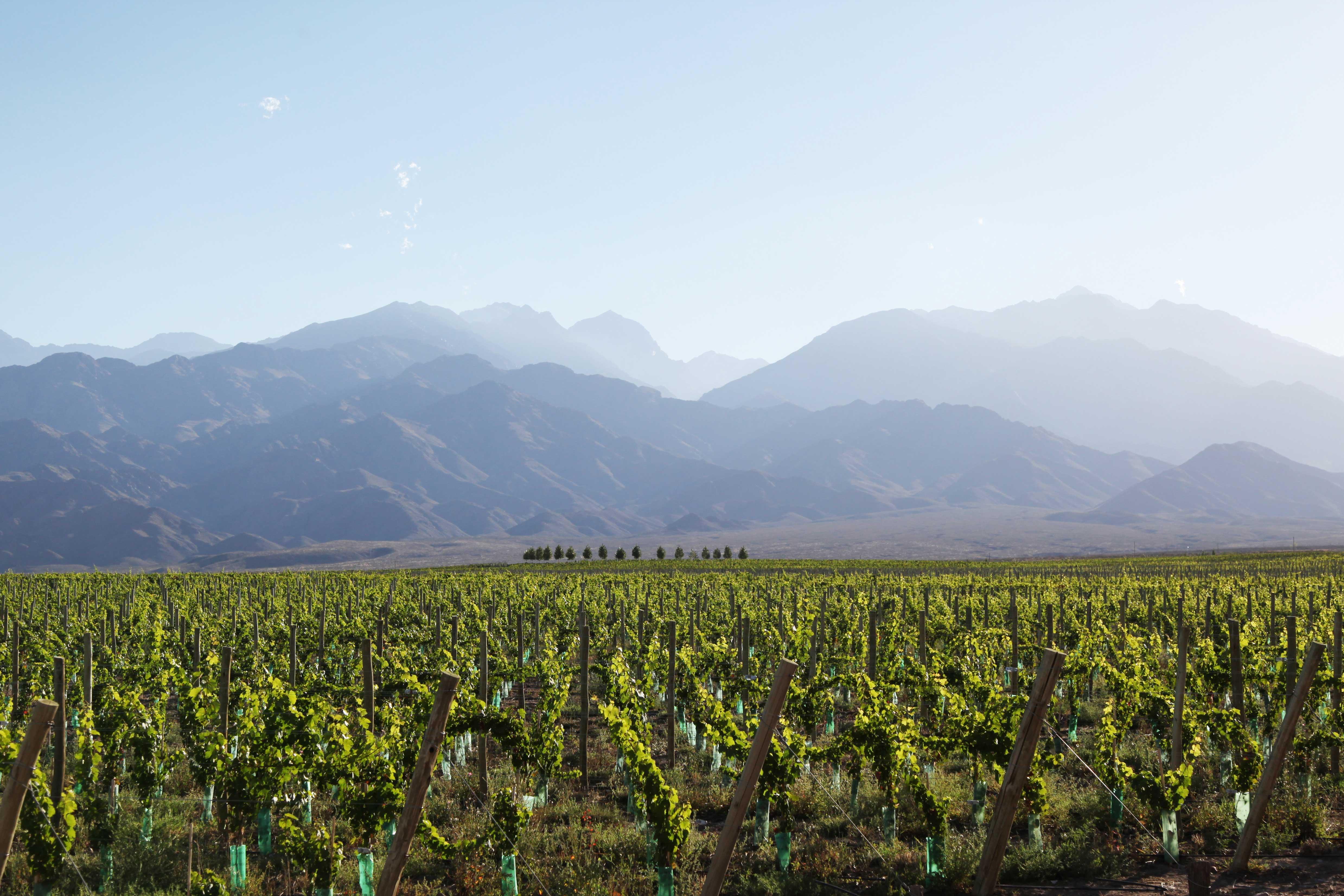 Casa De Uco Vineyards And Wine Resort Los Arboles Luaran gambar