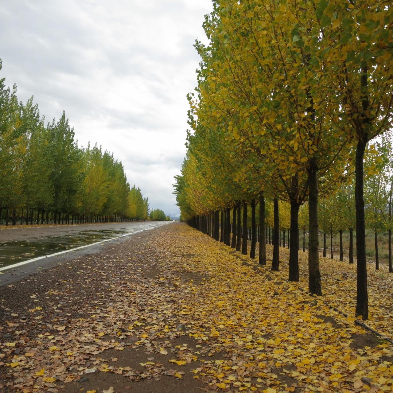 Casa De Uco Vineyards And Wine Resort Los Arboles Luaran gambar